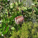 IMG_8949