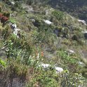 IMG_8974