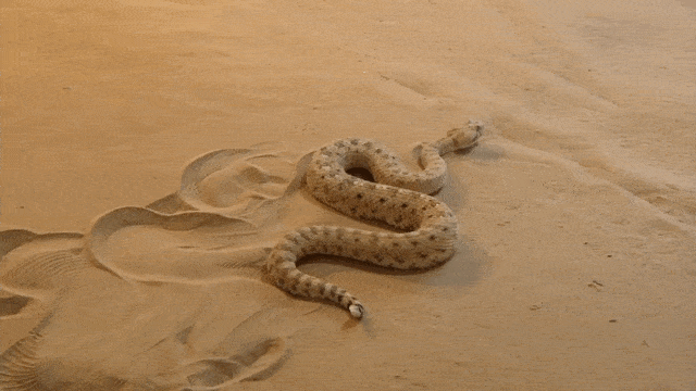 A slithering snake
